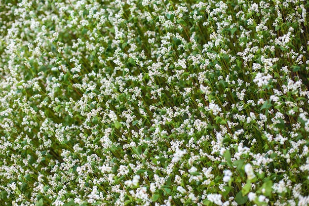 Champ de fleurs de sarrasin