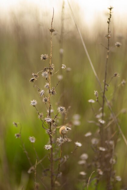 Un champ de fleurs sauvages sur fond vert