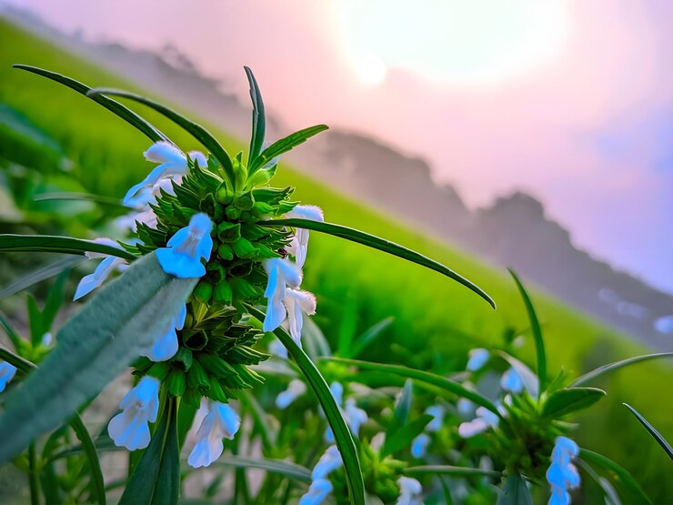 Photo un champ de fleurs sauvages avec des montagnes en arrière-planleucas lavandulifolia