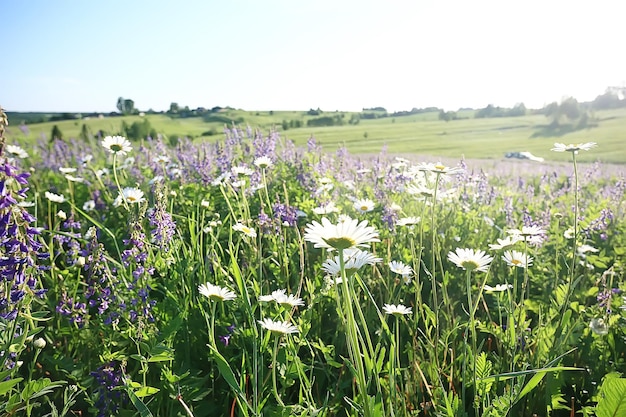 champ de fleurs sauvages / paysage naturel, vue d'arrière-plan abstrait fleurs d'été détails fleur