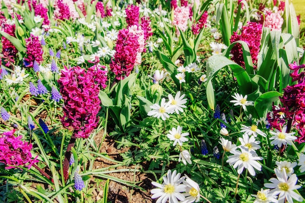 Champ de fleurs sauvages.