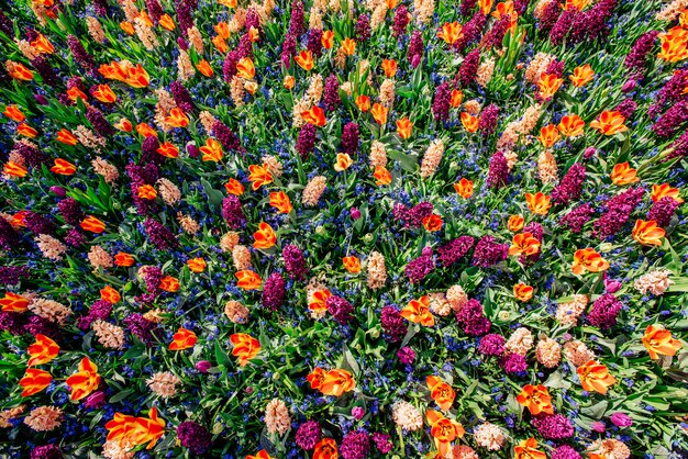 Champ de fleurs sauvages.