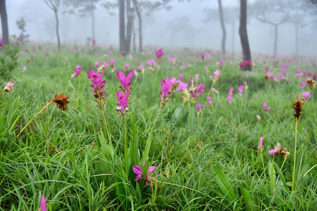 Un champ de fleurs de Siam Tulip Au parc national de Pa Hin Ngam