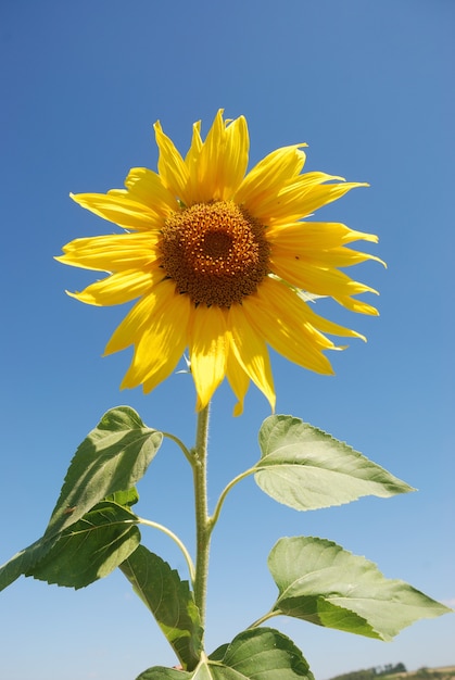 Champ de fleurs de soleil