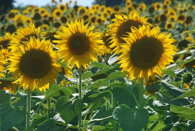 Champ de fleurs de soleil