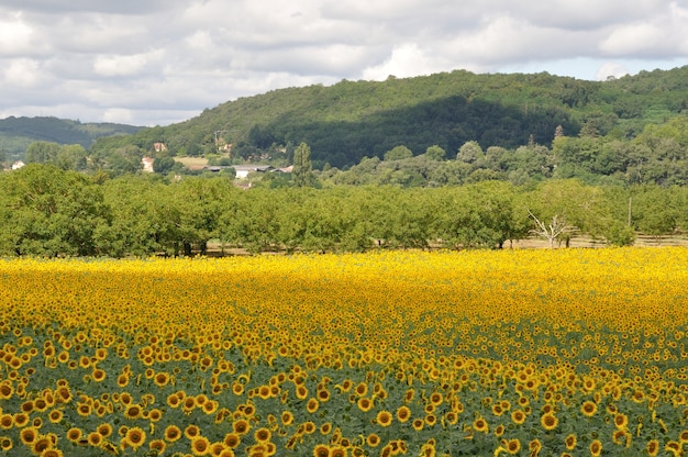 Champ de fleurs de soleil