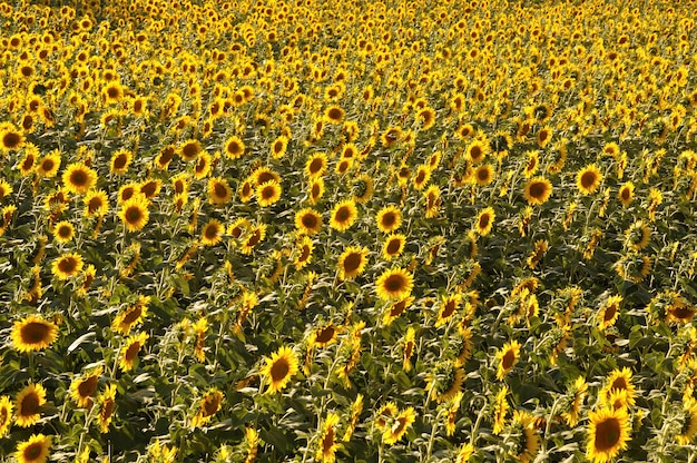 Champ de fleurs de soleil