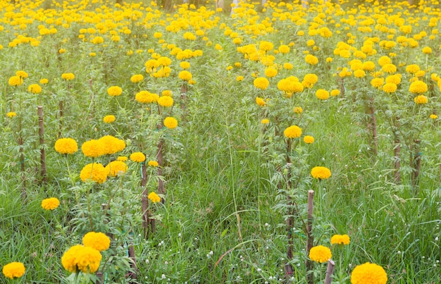 Champ de fleurs de souci, fleurs de printemps saison jaune, jaune champ de fleurs en fleurs