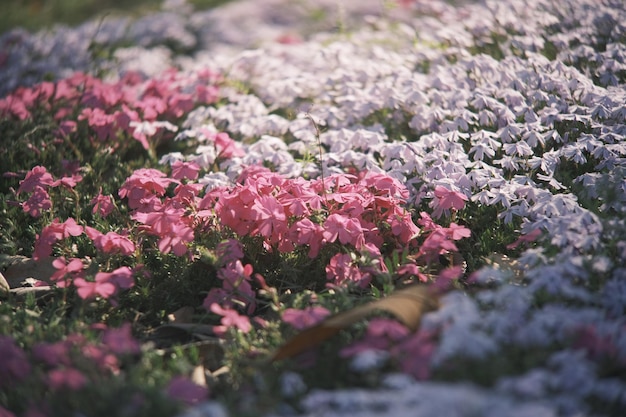 Un champ de fleurs surmonté d'un papillon