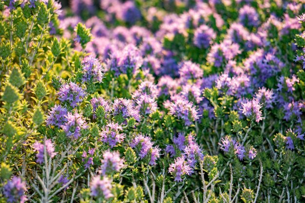 Champ de fleurs de thym en Sicile