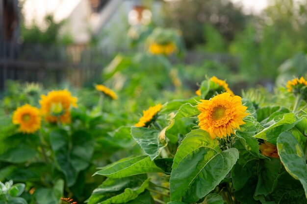 Champ de fleurs de tournesols dans les rayons du coucher de soleil