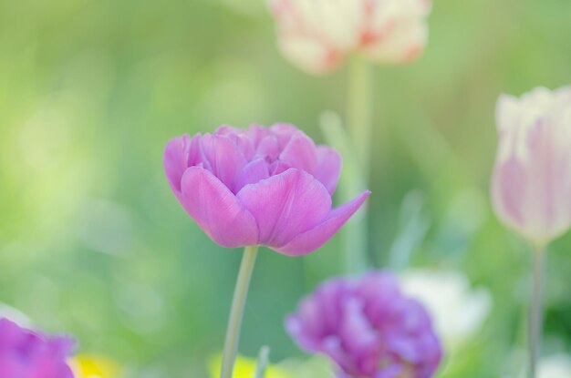 Champ de fleurs de tulipe pourpre avec tulipes pourpres Tulipe lilas close up Tulipe double pivoine pourpre