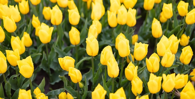 Champ de fleurs de tulipes bouchent fond de nature