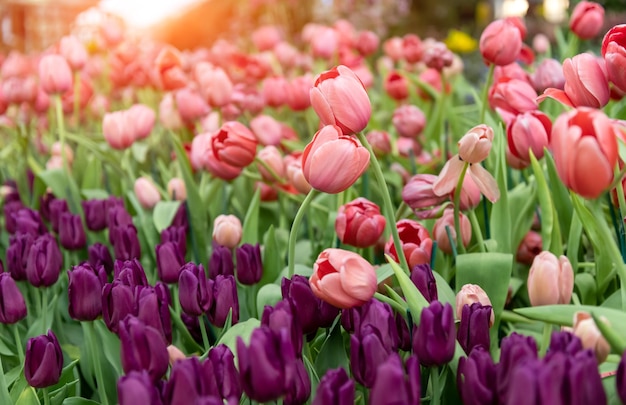 Champ de fleurs de tulipes colorées avec un faible éclairage extérieur au soleil