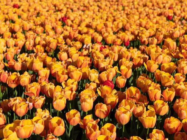 Champ de fleurs de tulipes jaunes avec des fleurs de printemps de fond naturel coloré