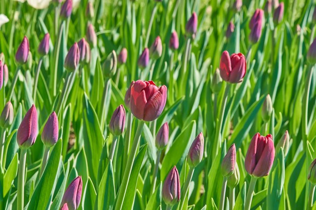 Champ de fleurs de tulipes pourpres