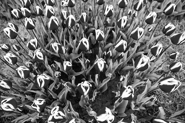 Photo champ de fleurs de tulipes rouges avec un fond naturel coloré