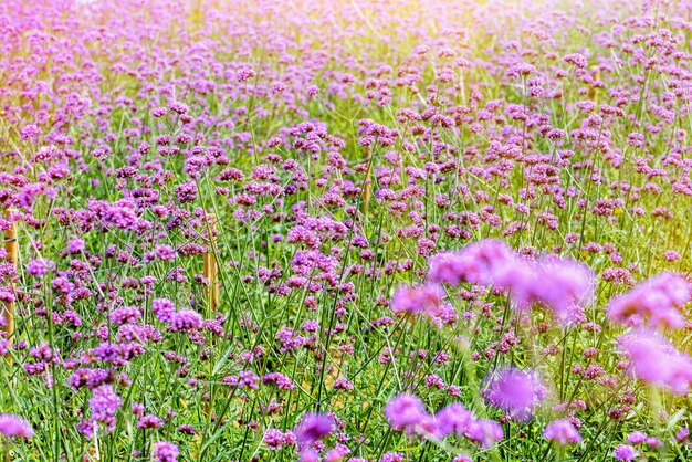 Champ De Fleurs Violettes, Belle Nature De Verbena Bonariensis Ou Purpletop Vervain Sous La Lumière Du Soleil Le Soir Pour Le Fond à Khao Kho, Phetchabun, Thaïlande