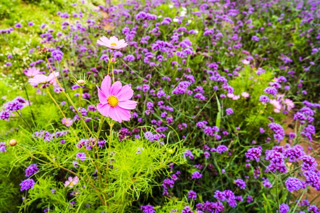 Un champ de fleurs violettes avec une fleur rose au milieu.