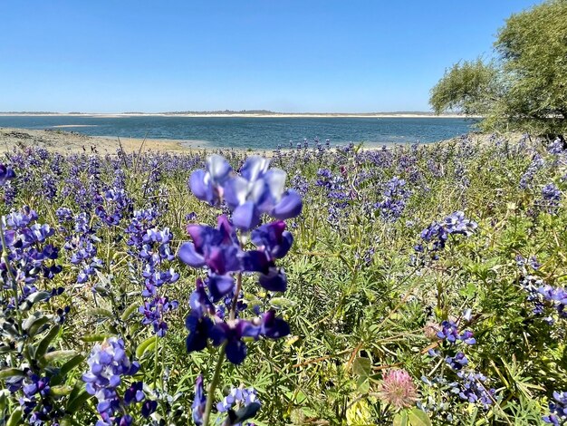 Photo champ de fleurs violettes en fleurs