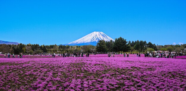 Photo un champ de fleurs violettes avec le mont fuji en arrière-plan.