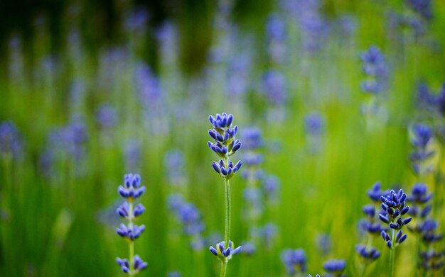 un champ de fleurs violettes avec le mot sur le côté