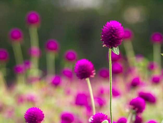 champ de fleurs violettes