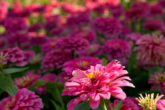 Champ De Fleurs De Zinnia Elegans Dans Le Jardin