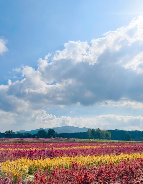 un champ de fleurs