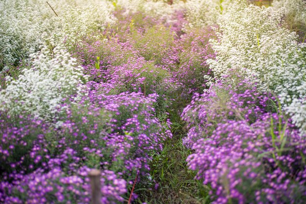 champ de fleurs