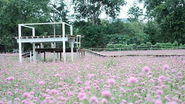 champ de fleurs