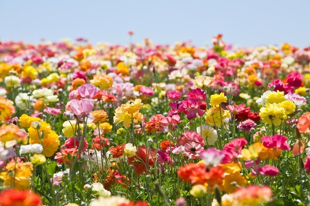 champ de fleurs