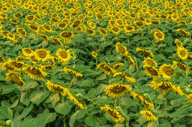 Champ de floraison, paysage de la ferme de tournesol