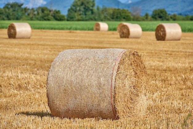 Champ de foin avec des balles rondes de paille enroulées dans la campagne sur une ferme pendant la récolte d'automne Paysage de céréales dorées colorées sur un champ ouvert avec une forêt herbeuse verte en arrière-plan