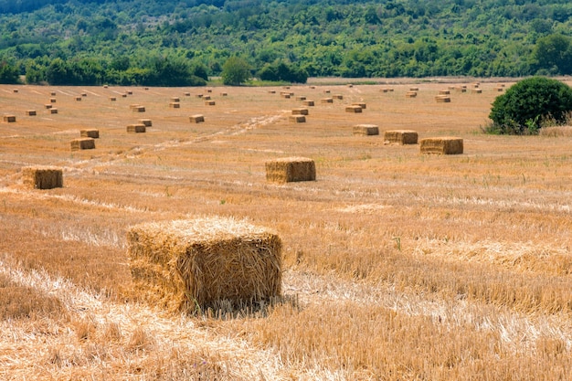 Un champ de foin avec une colline en arrière-plan