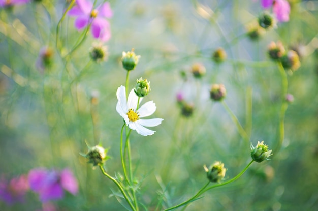 Champ de fond de fleur cosmos