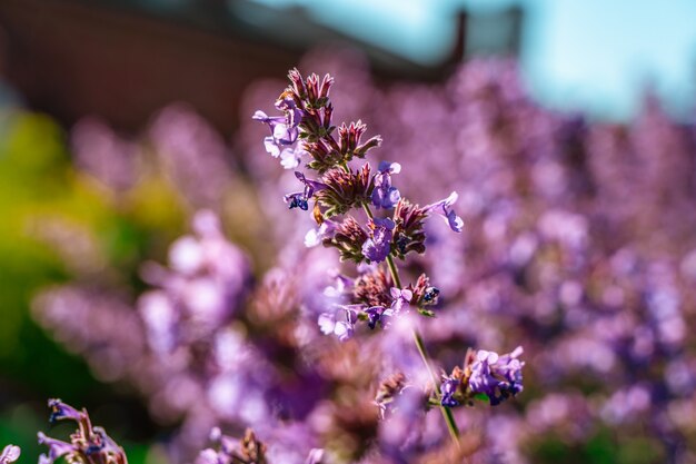 Un champ de fond naturel de belles fleurs violettes
