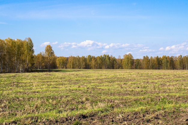 Champ et forêt jaune d'automne. Ciel bleu avec des nuages sur la forêt. La beauté de la nature en automne.