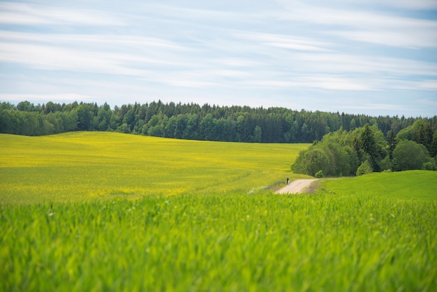 Champ et forêt