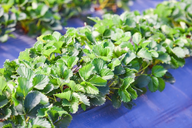 Champ de fraises avec feuille verte dans le jardin - fraises d'arbres de plus en plus dans l'agriculture agricole