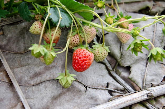 Photo champ de fraises sur la montagne