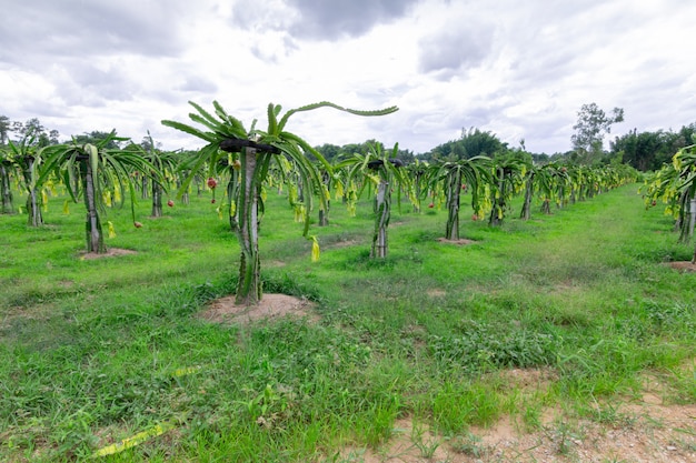 Champ de fruit du dragon ou champ de paysage de Pitahaya.