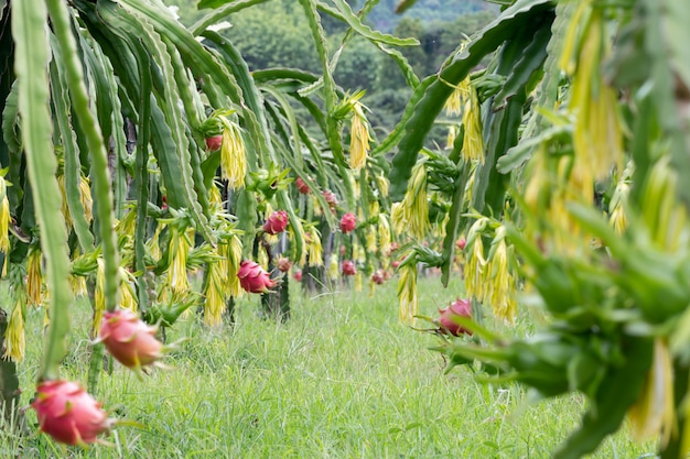 Champ de fruit du dragon ou Paysage de champ de pitahaya, Un pitaya ou pitahaya est le fruit de plusieurs espèces de cactus indigènes des Amériques.