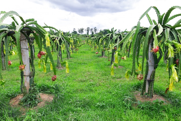 Champ de fruit du dragon ou Paysage de champ de pitahaya, Un pitaya ou pitahaya est le fruit de plusieurs espèces de cactus indigènes des Amériques.