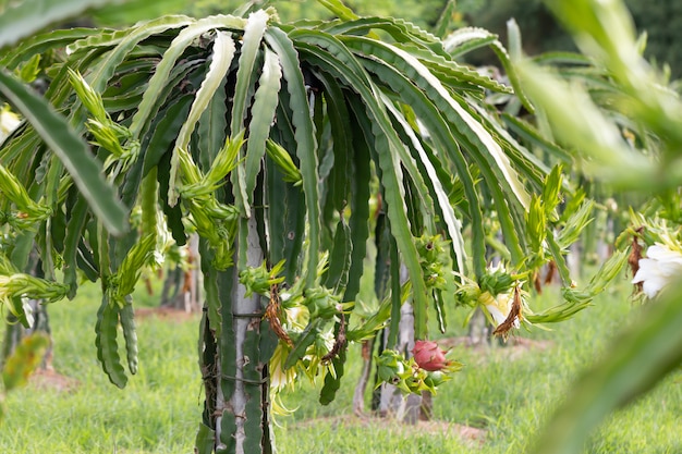 Champ de fruit du dragon ou Paysage de champ de pitahaya, Un pitaya ou pitahaya est le fruit de plusieurs espèces de cactus indigènes des Amériques.