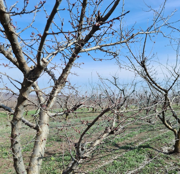 Un champ de fruits avec un ciel bleu en arrière-plan.