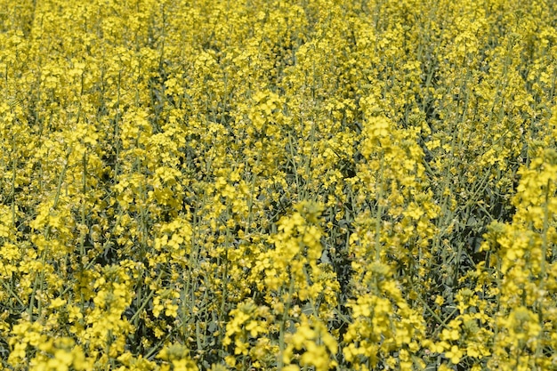 Champ de graines de colza Arrière-plan de fleurs de colza La colza en fleurs sur le champ