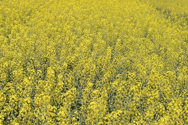 Champ de graines de colza Arrière-plan de fleurs de colza La colza en fleurs sur le champ