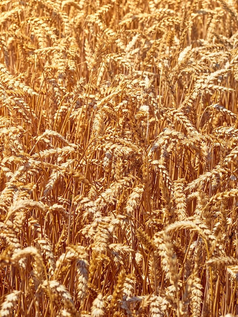 Champ de grains de blé aux beaux jours