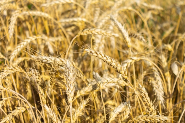 Champ de grains d'orge épis dorés d'orge gros plan Blé Le concept de production agricole